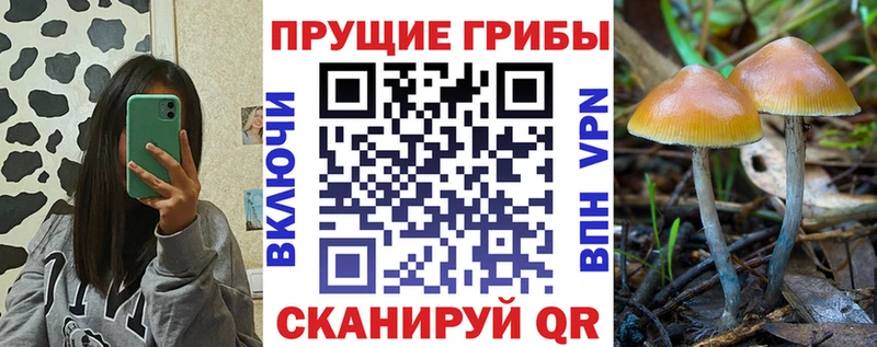 Галлюциногенные грибы Psilocybine cubensis  хочу наркоту  Северо-Курильск 
